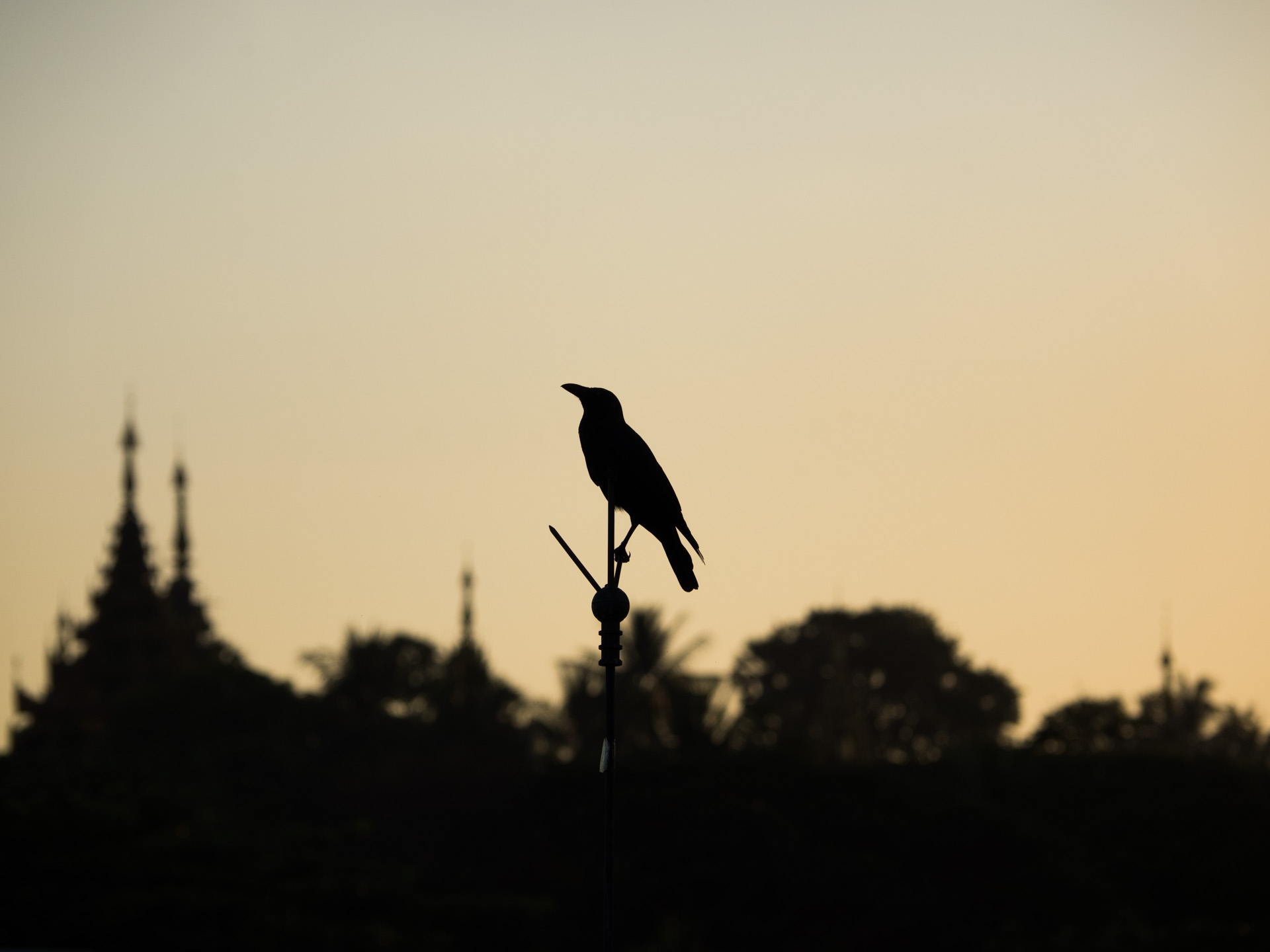 Crows are ubiquitous in  Yangoon