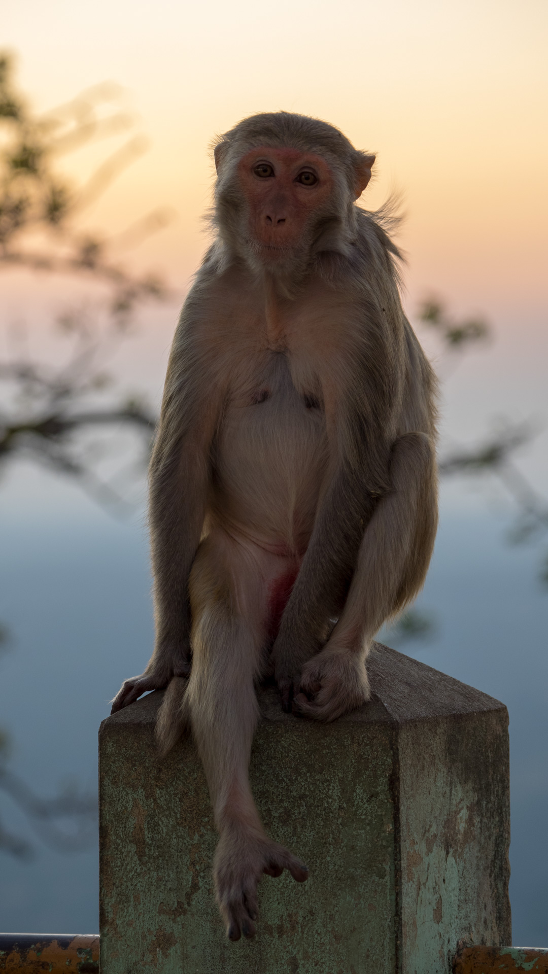 Contemplative Monkey at Mount Popp